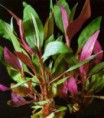 /album/hs-peixes-ornamentais/violacea-planta-jpg/